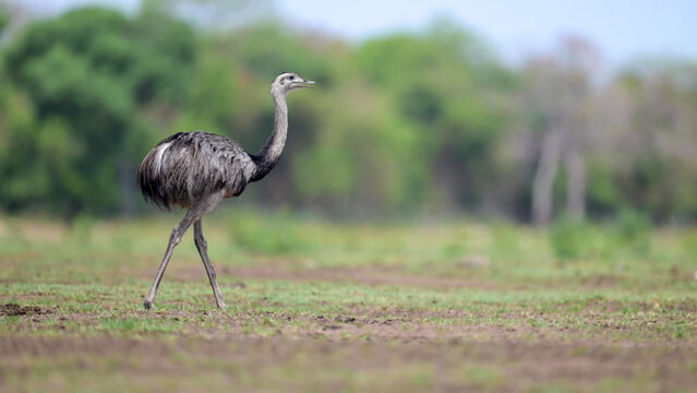 Greater Rhea Walking Across Open Grassland in the Pantanal Wetlands, Brazil