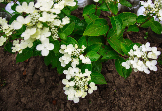 Delicate white hydrangea flowers bloom vibrantly against lush green foliage and dark soil