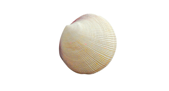 sea shell isolated on white