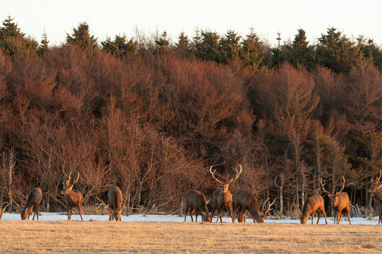 Cerf Sika,