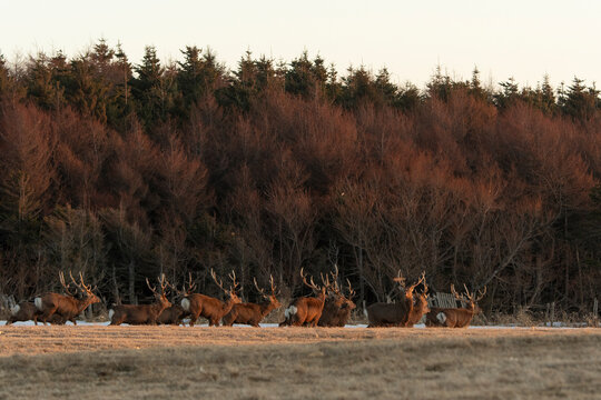 Cerf Sika,