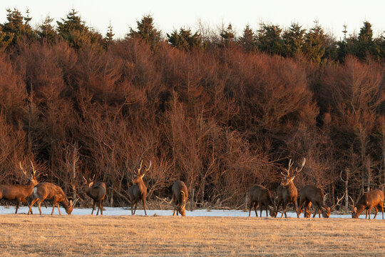 Cerf Sika,