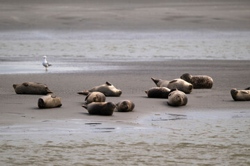 Phoque gris, © JAG IMAGES