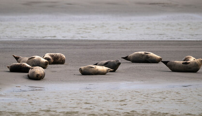Phoque gris, © JAG IMAGES
