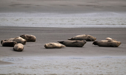 Phoque gris, © JAG IMAGES