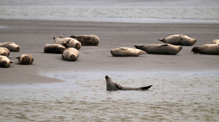 Phoque gris, © JAG IMAGES