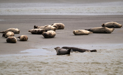 Phoque gris, © JAG IMAGES