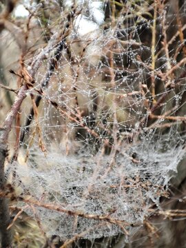  Una telara&ntilde;a cubierta de roc&iacute;o. La humedad en las fibras de seda de la ara&ntilde;a. 