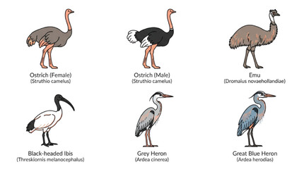 Fototapeta premium Flightless and Wading Bird Icon Set with Ostrich Emu Ibis and Heron Isolated on White Background