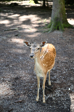 Spotted deer portrait in sun-dappled forest
