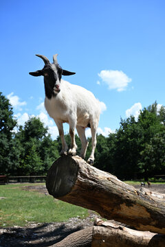 Black-and-white goat standing on a log against blue sky