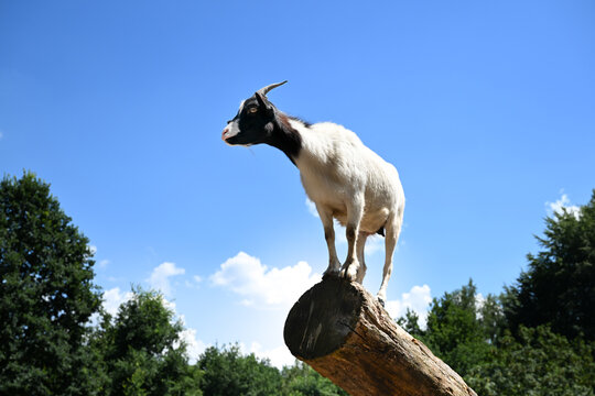 Black-and-white goat standing on a log against blue sky