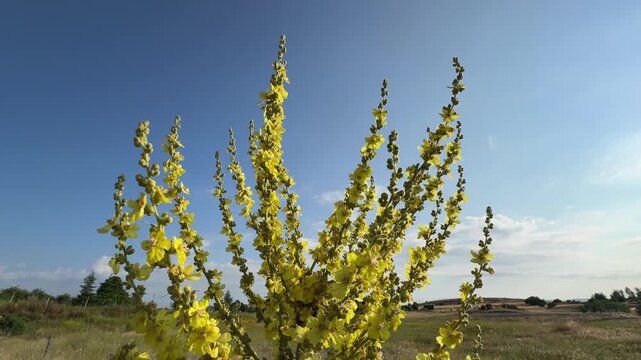 Close-up of bright yellow Verbascum thapsus (common mullein) flower spikes blooming against a clear blue summer sky. Beautiful woolly mullein blossoms captured from low perspective, ample copy space. 