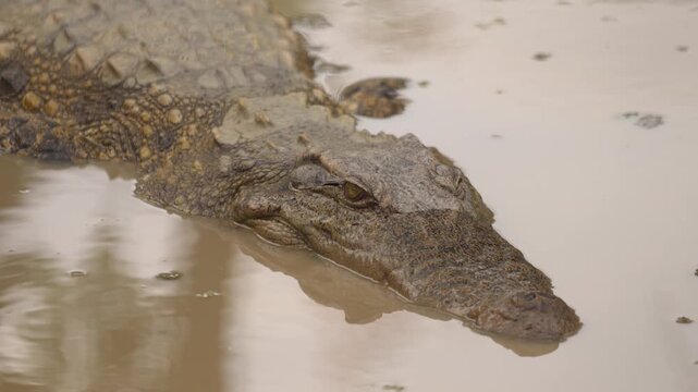 A wild predator crocodile or alligator camouflaged and submerged in a swampy. Animal living in natue footage.