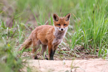Fototapeta premium A young red fox explores its surroundings after emerging from its den.