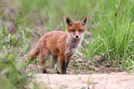 A young red fox explores its surroundings after emerging from its den.