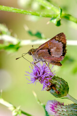 Fototapeta premium Brown Skipper Butterfly on a Flower Macro