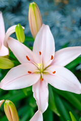 Fototapeta premium Pink Lily Flower Close-Up in Natural Garden Setting