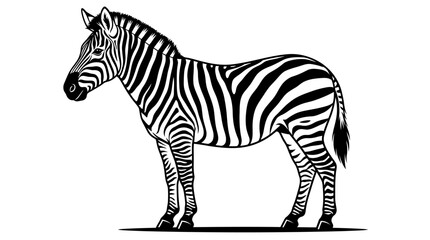 A zebra stands alone in a natural landscape with its head turned. © rian