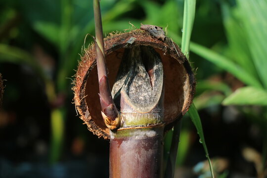 Sugar cane stem with sprouted plant growing on outdoors