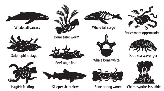 Set of deep sea ecosystem and whale fall decomposition stages with marine life.