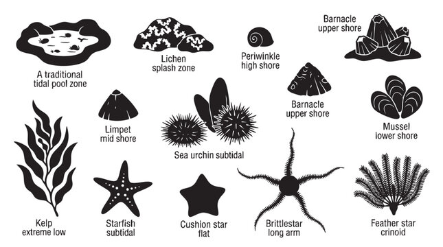 Marine life and tide pool organisms silhouette icon set on white background.