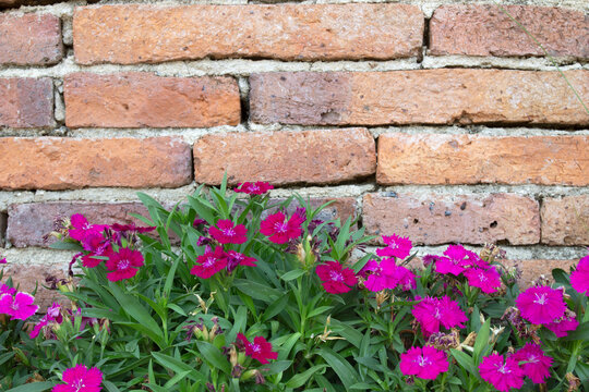 Beautiful flowers and an old brick wall.