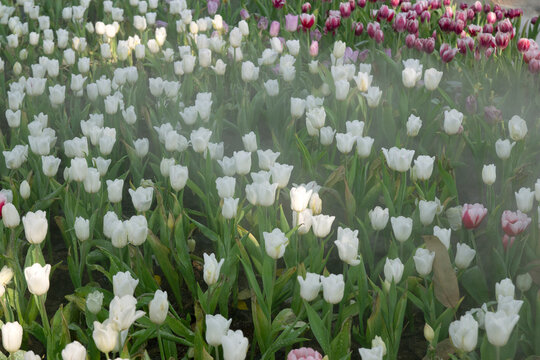 The bright white tulips are beautiful and shrouded in mist.
