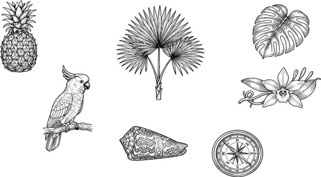 Vintage Tropical Engraving Icon Set with Hand Drawn Sketch Pineapple Cockatoo Parrot Palm Tree Monstera Leaf Orchid Shell and Compass Vector Elements