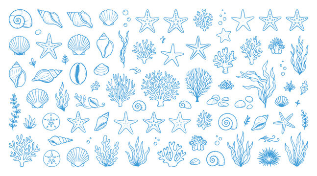 Blue hand drawn doodle set of sea creatures starfish shells and coral reef elements isolated on a white background for design with collection hand Isomatic website template