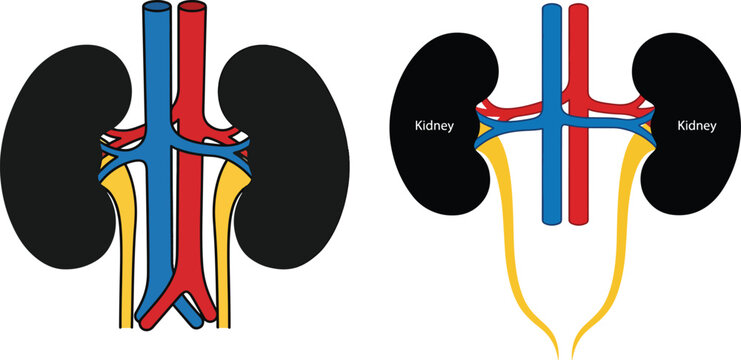Anatomy illustration of human kidneys urinary system diagram with physiology healthcare medicine research structure excretory illustration education scientific biological internal clinical