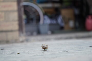 Snail Moving Towards Garage © Dominic