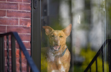 Plakat Pet behind glass door guarding home. Lonely dog indoors showing separation anxiety. Happy dog greeting owner at front door. Alert dog looking out apartment window.