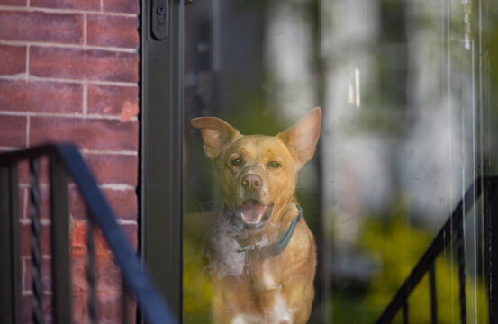 Pet behind glass door guarding home. Lonely dog indoors showing separation anxiety. Happy dog greeting owner at front door. Alert dog looking out apartment window.