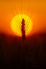 Fototapeta premium Wheat ear reaches sky. Wheat silhouette faces sunset. Warm wheat fills landscape. Backlit wheat glows softly.