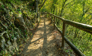 Naklejka premium Wooden boardwalk through forest nature. Scenic forest path with wooden walkway. Travel path along lake in forest. Boardwalk in autumn woodland. Peaceful forest trail with wooden boardwalk.