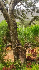 Fototapeta premium The peaceful beauty of the Espinhaço Mountain Range comes alive with crystal-clear waterfalls and dramatic mountain scenery.