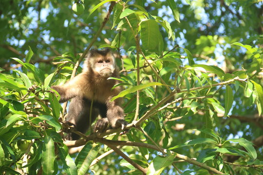 Macaco Prego na Reserva Mata Santa Genebra, Campinas S&atilde;o Paulo