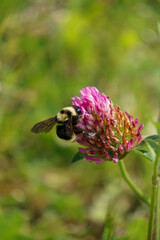 Bumblebee collecting nectar from a pink wildflower © camilo