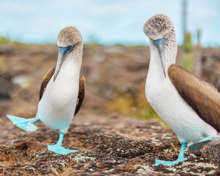 Pair of Blue Footed Boobie, Galapagos