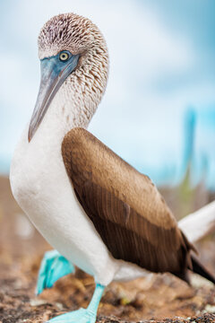 Blue Boobie, Full Frame; Galapagos