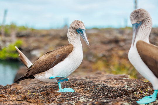 Isolated Blue Footed Boobie, Galapagos