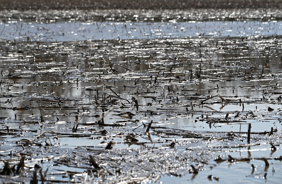 Floating Corn Stalks in Flooded Field