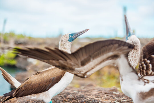 Blue Footed Boobie, Dancing