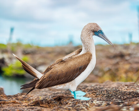 Blue Footed Boobie, Galapagos