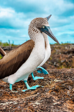 A pair of blue footed booby, Galapagos