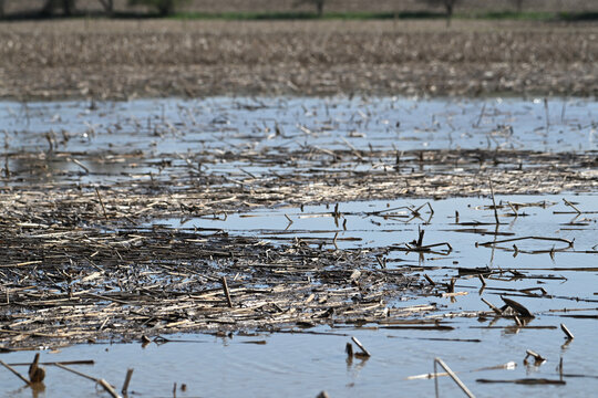 Floating Corn Stalks in Flooded Field