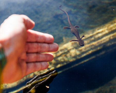 Man&rsquo;s hand and a newt