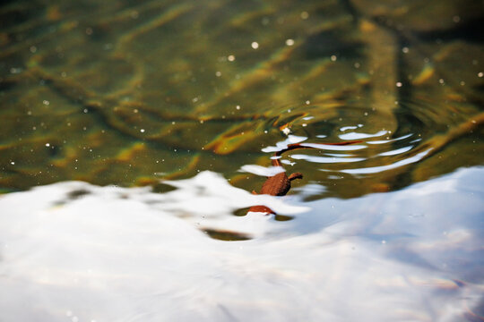 Newt swimming under water reflection