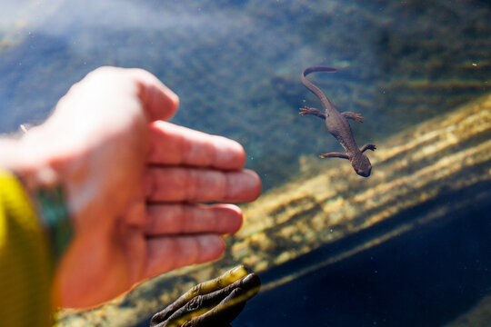 Touching western newts